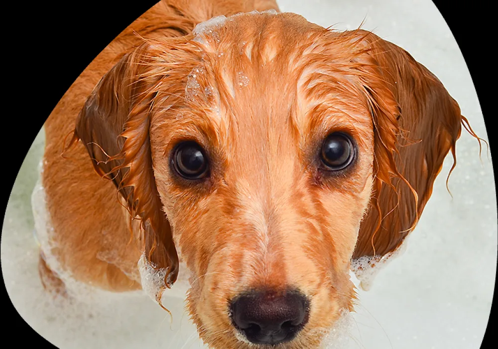 Filhote de cão em ambiente doméstico