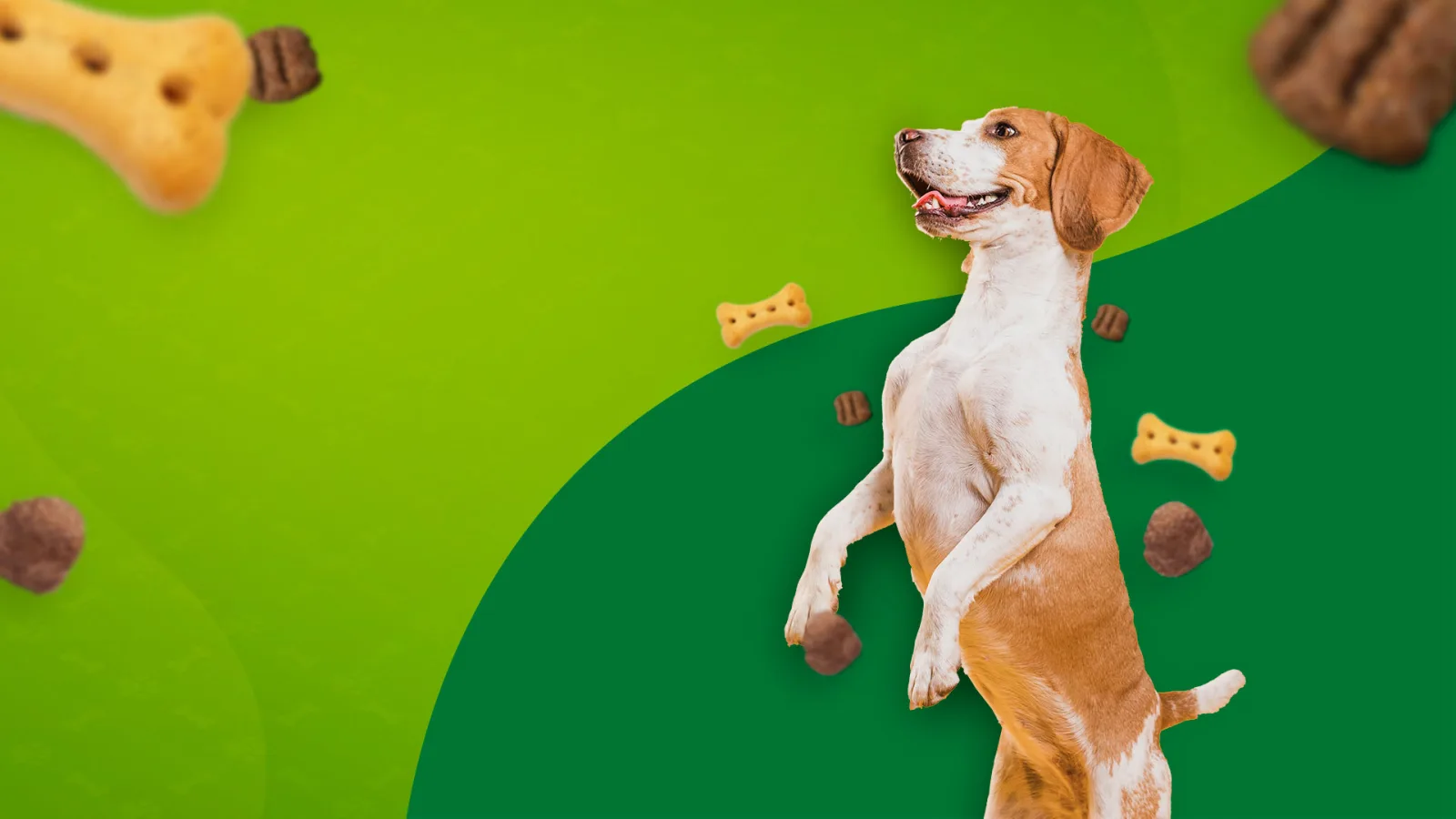 Cão em fundo verde associado à identidade histórica do site